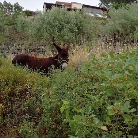 Aresco Mascalucia